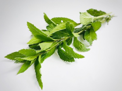naturseife kaufen mit natuerlichen inhaltstoffen biologisch haarseifen mit kraeutern Probierset hydrolate Minze in naturseife kaufen für den Pflegekick natürlich palmoelfrei vegan