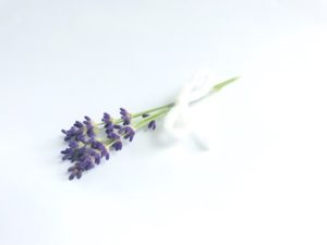 lavendel naturreines ätherisches öl in haarfein und in Naturseifen kaufen