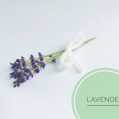 naturseife guenstig kaufen haarseife ausprobieren haarseife shop haarseife tesen biologisch palmoelfrei vegan zerowaste naturseife guenstig kaufen haarseife ausprobieren haarseife shop haarseife tesen biologisch palmoelfrei vegan zerowaste