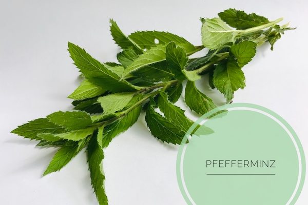 naturseife guenstig kaufen haarseife ausprobieren haarseife shop haarseife tesen biologisch palmoelfrei vegan zerowaste