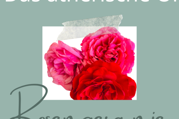 1 naturseife shop seife selber machen haarseife maennerseife vegan seife seife gegen schuppen